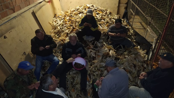 beljatva kuruze (3).jpg