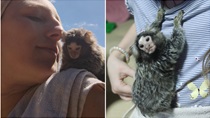 Preslatki kućni ljubimac, majmunčić 'Mali-Mali', postao je maskota klanječkog kraja