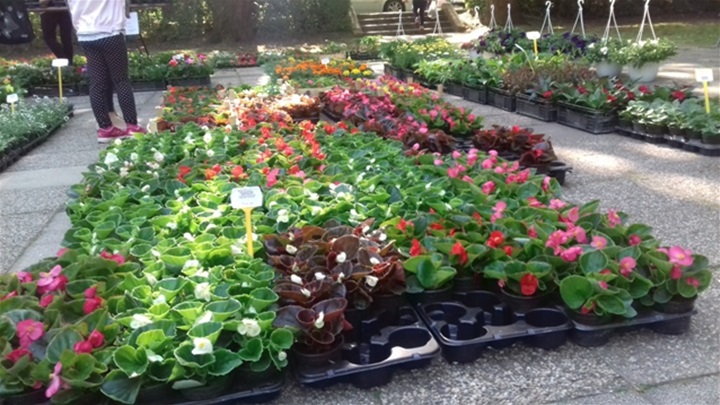 sajam cvijeća 5.jpg