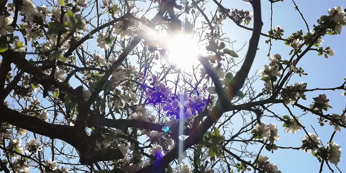 proljeće sunce 5.jpg