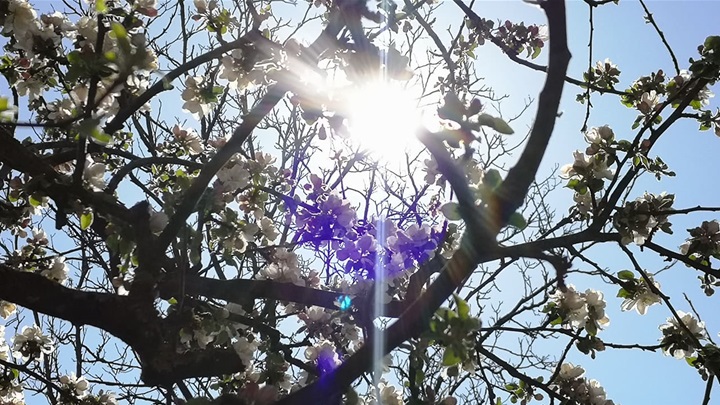 proljeće sunce 5.jpg