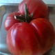 U Kuzmincu je izrastao paradajz  'Volovsko srce' od kilu i 20 deka