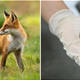 Započela vakcinacija lisica: Ako naiđete na ovakav paketić, nemojte ga dirati