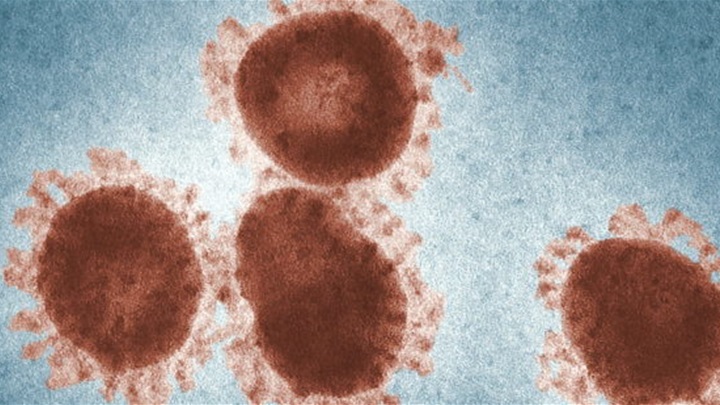koronavirus