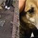 HOROR: Uhićena žena (47) koja je deset pasa i jedno jare držala u groznim uvjetima