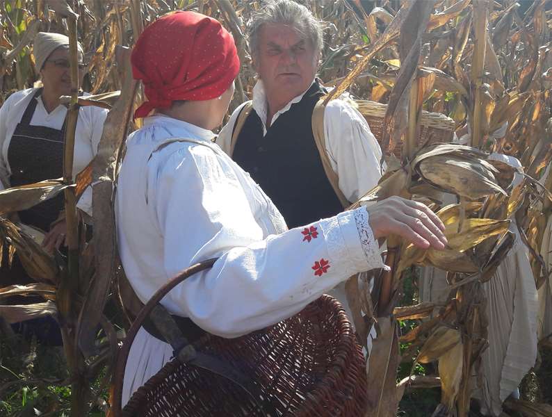 Branje kuruza na seoskom imanju Grdenovih