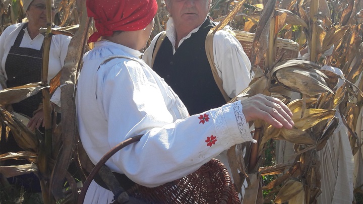 Branje kuruza na seoskom imanju Grdenovih