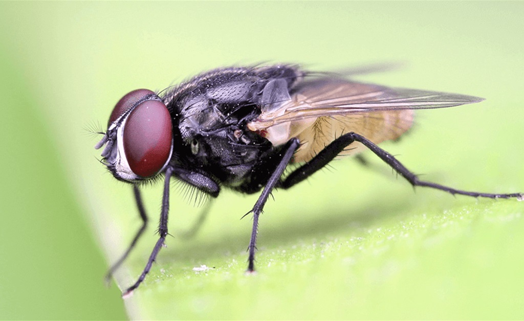Kako se ljeti riješiti muha na prirodan način? Donosimo par trikova ...