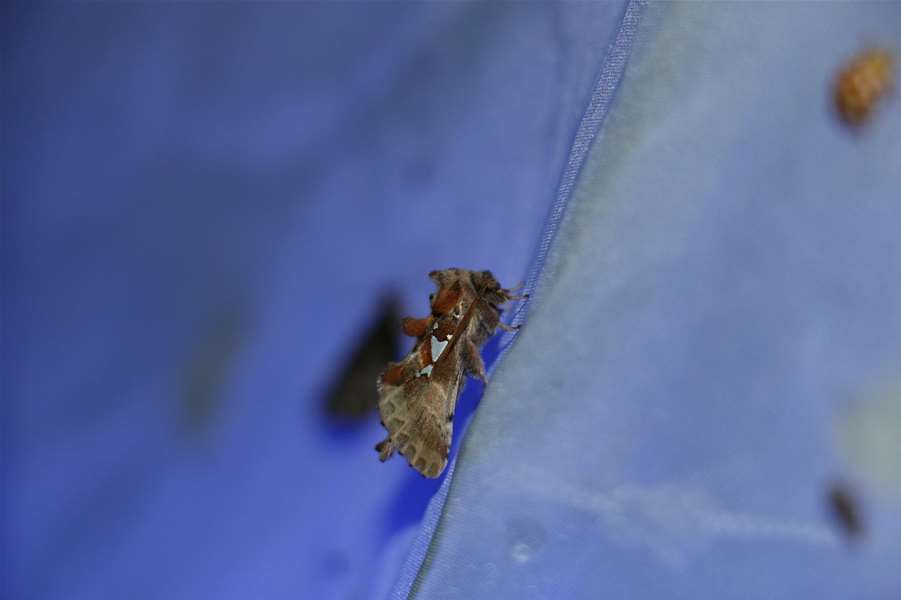 Zagorje zeleno Noć noćnih leptira 1.jpg