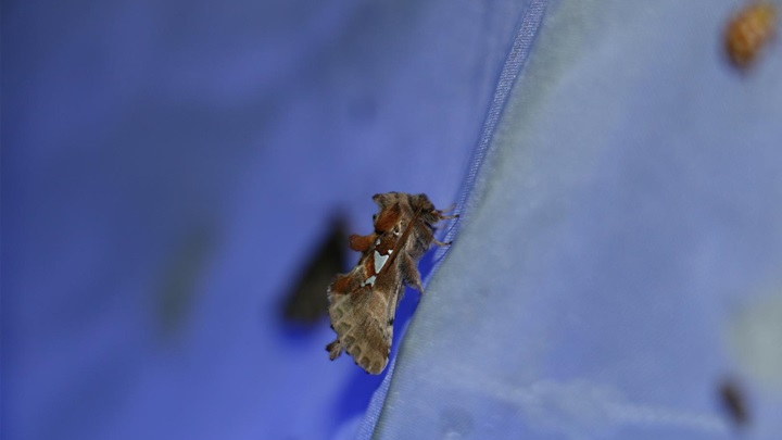 Zagorje zeleno Noć noćnih leptira 1.jpg