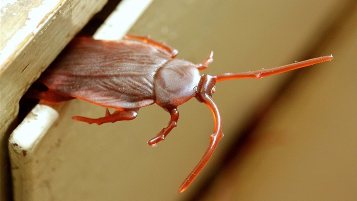 žohar ilustracija.jpg