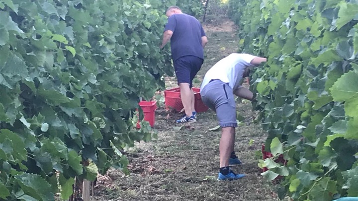 prva berba poštek (2).jpg