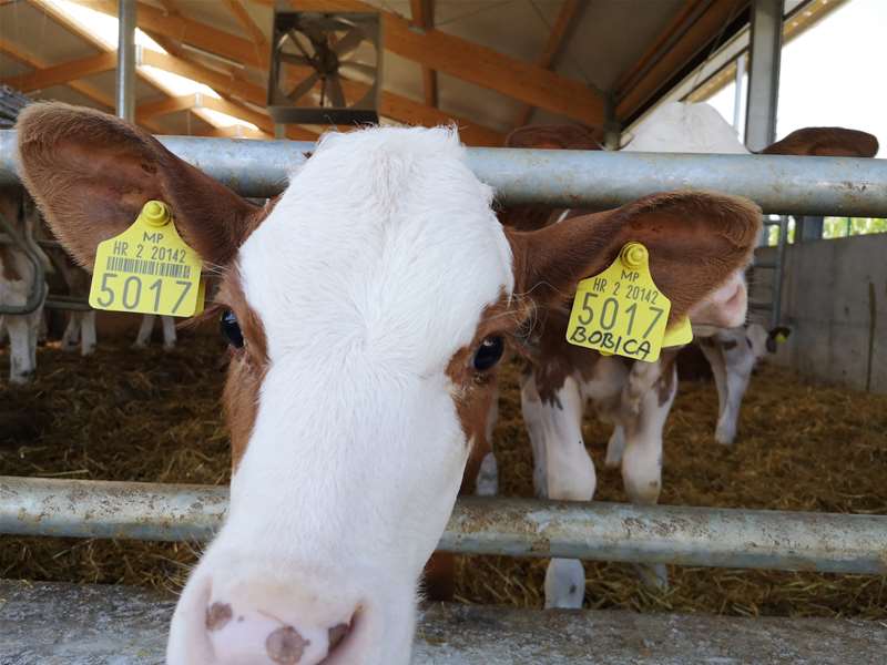 krave poljoprivreda (1).jpg