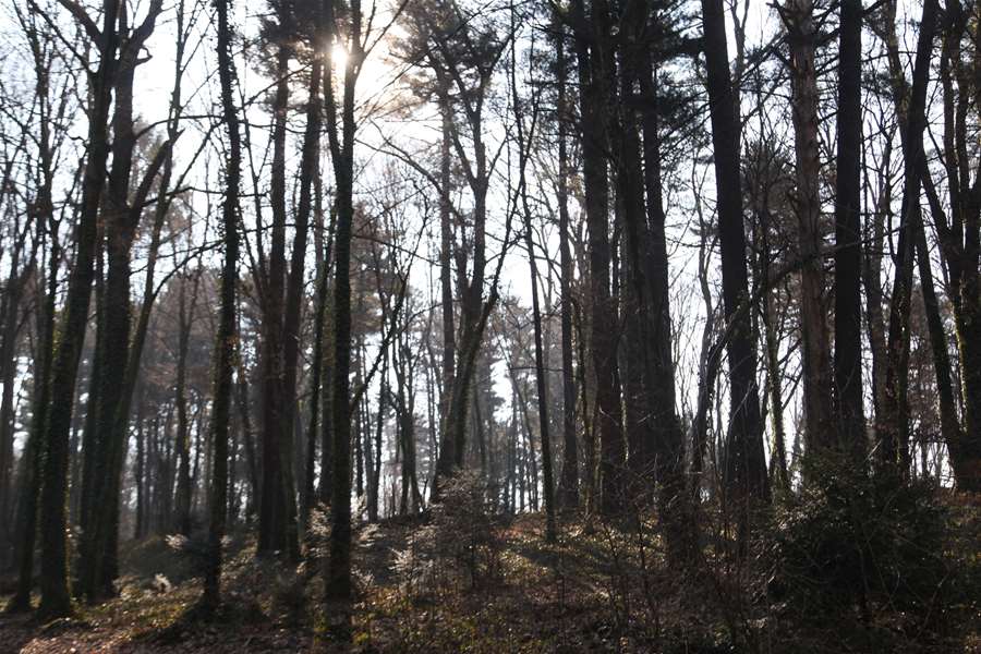 šuma golubovec (1).JPG