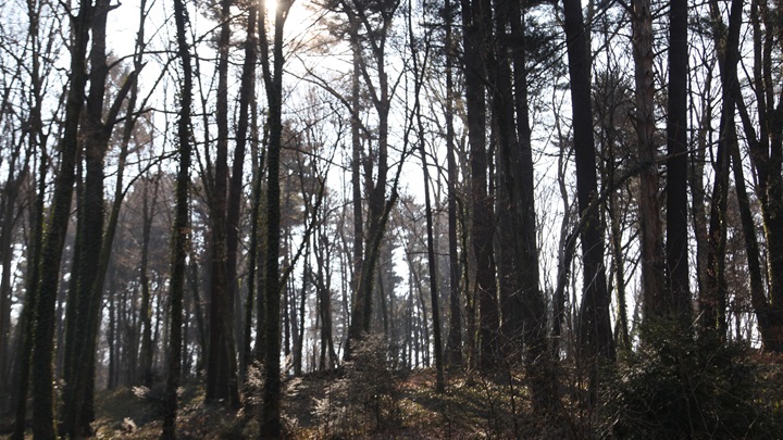 šuma golubovec (1).JPG