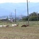 Ministarstvo o izvlaštenjima u Zaboku i Pregradi: "To je suludo. Zakon ćemo mijenjati"