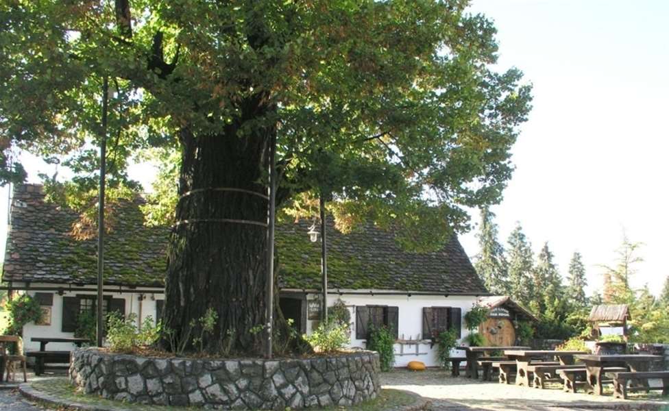 gupčeva lipa