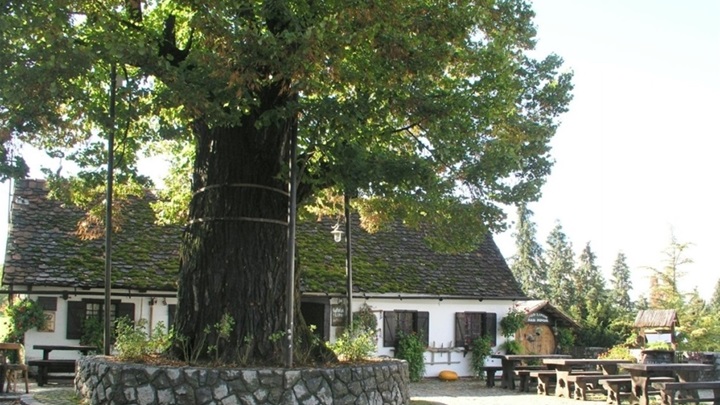gupčeva lipa