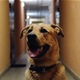 OGORČENI NA SUSJEDE: U zgradi u Zagrebu traže da vlasnici pasa plaćaju veću pričuvu