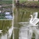 [VIDEO] Pronašli labuda na cesti i odveli ga na jezero u Začretje. Odlučio je ostati