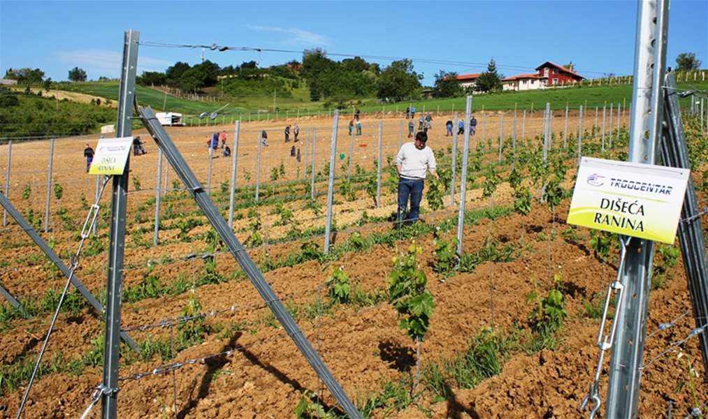 Zaštita autohtonih sorata vinove loze