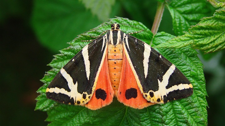 DSC08441 Euplagia quadripunctaria.jpg