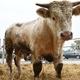 Najpoznatiji bik u Hrvatskoj opet probio ogradu i pobjegao u šumu