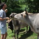 Mladi profesor geologije i geografije u rodnom selu djeda uzgaja najstariju pasminu goveda