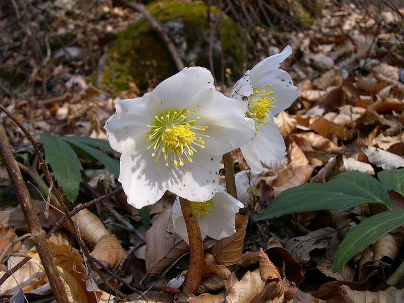 1024px-Helleborus_niger.jpg