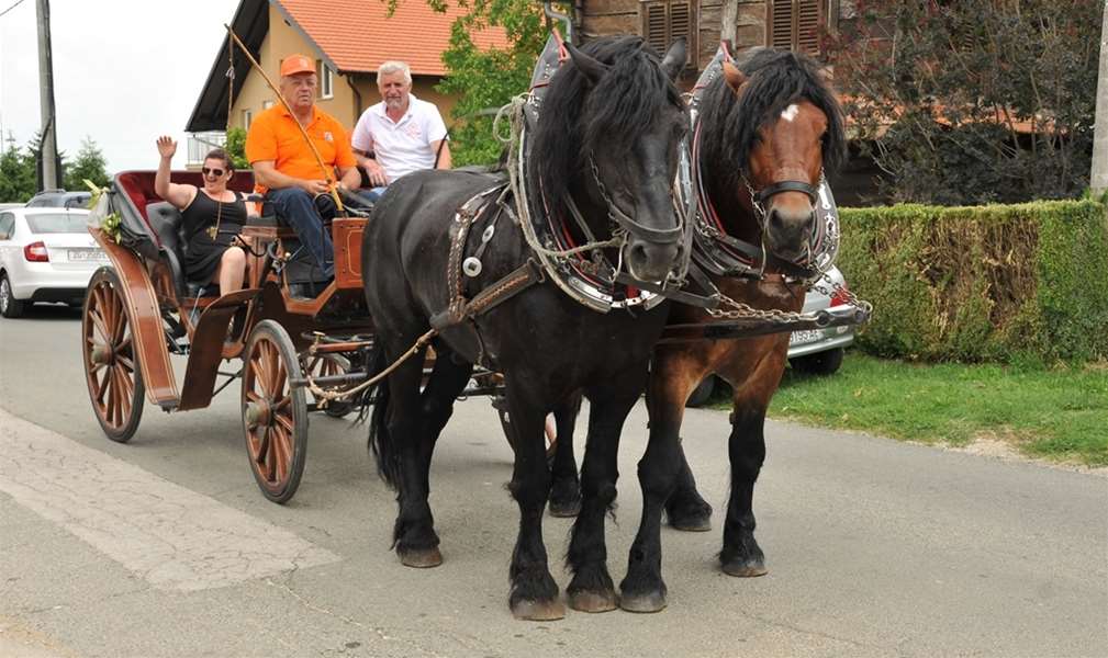 zagorski konjari.jpg