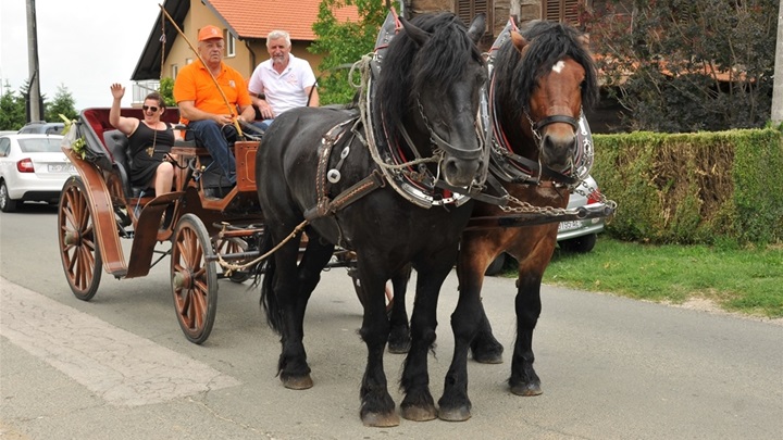 zagorski konjari.jpg