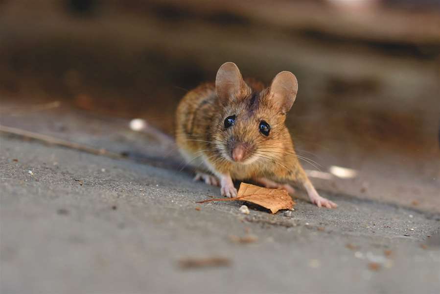 -miš