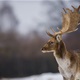 UŽAS U MEĐIMURJU: Netko je 47-godišnjaku ukrao jelena lopotara. Prije toga ga je hladnokrvno ubio