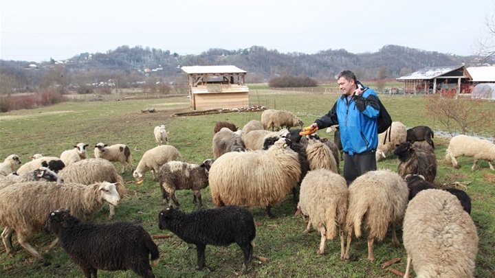 veterinar uzgaja ovce-1.jpg