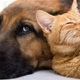 Svjetski je dan kastracije pasa i mačaka: Jedna mačka i njezino potomstvo mogu na svijet donijeti čak 420.000 mačića