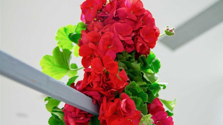 CVJETNI HUM NA SUTLI 1.jpg