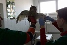 Zabočki veterinari sanirali su ozljede sovi