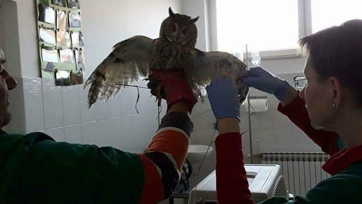 Zabočki veterinari sanirali su ozljede sovi