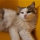 DLAKAVI ZAGORSKI MISTER : Upoznajte Šimu koji se natječe za najljepšeg mačka svijeta