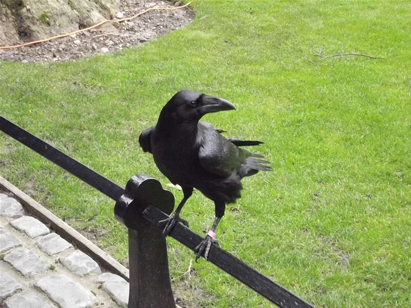 merlina-