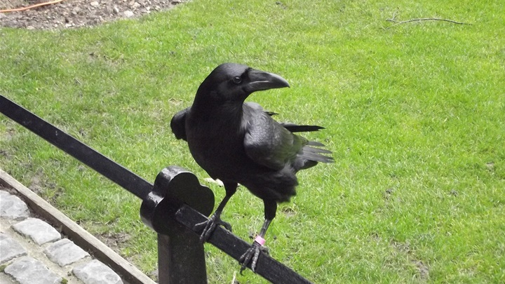 merlina-