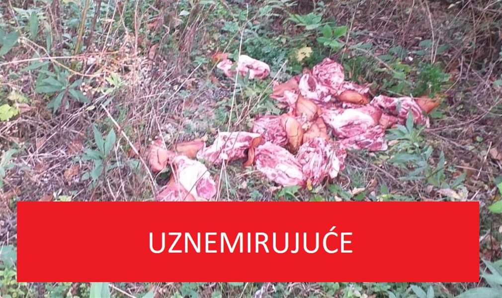 svinjske glave 2.JPG