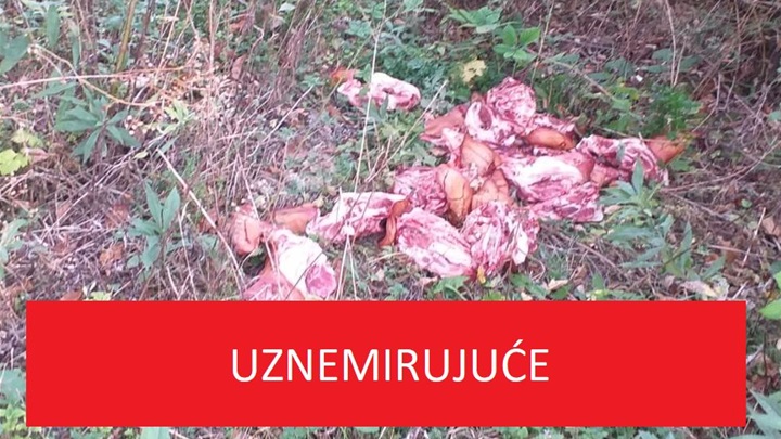 svinjske glave 2.JPG