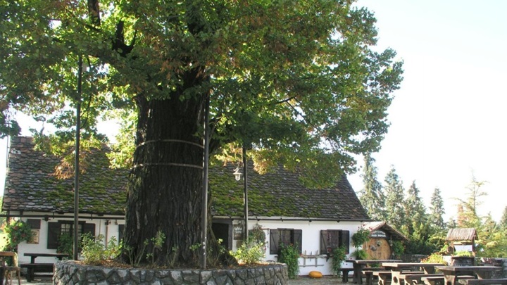 gupčeva lipa.jpg