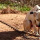 Lani su samo tri psa oduzeta vlasnicima u Zagorju, zabilježeno devet slučajeva mučenja i ubijanja životinja