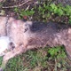 STRAVA U BEDEKOVČINI: Upucao psa i mrtvog ga ostavio nasred puta