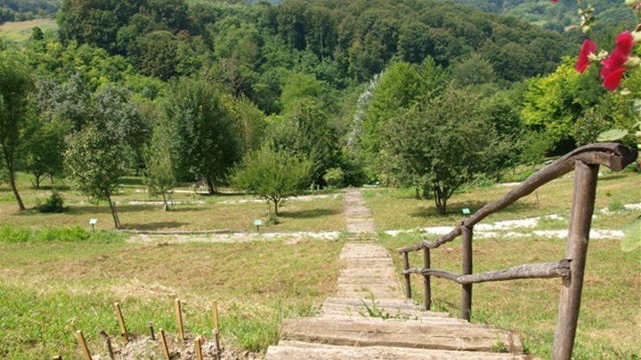 picelj1
