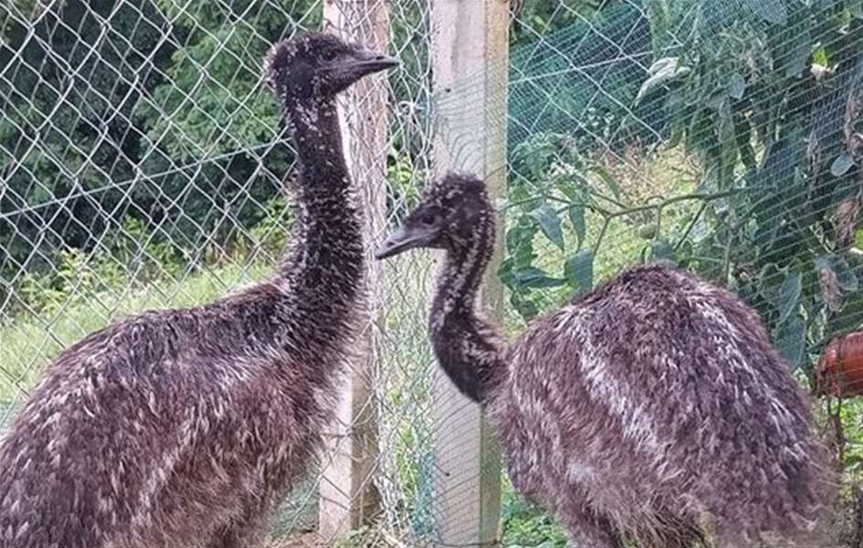 emu – kopija.jpg