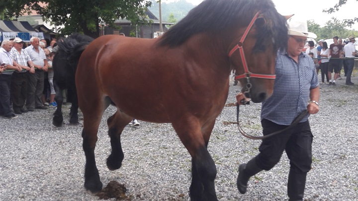 Predstavljanje zagorskog konjogojstva