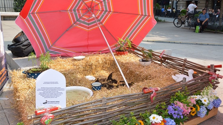 mario krog konkurira.jpg